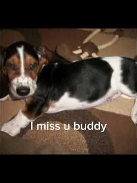 Boomer is awesome #shorts #edit