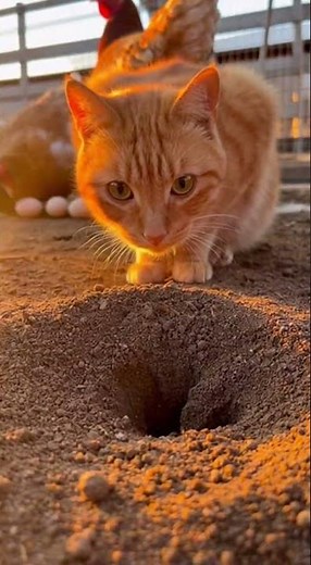 Kitten waited too long for this funny.🤣The ultimate surprise moment #catlover #funnycats #petvideos