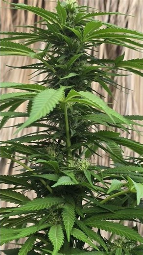 White Widow Grow #cannabiscommunity #420 #australia #shorts