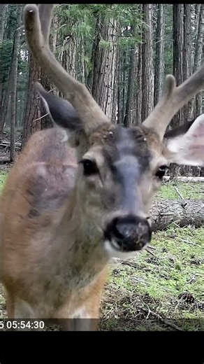 Buck Shakes Head At Trail Camera - Oregon Wildlife #trailcam #deer