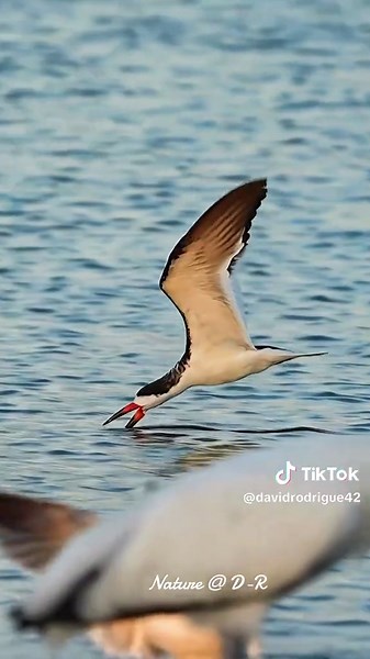 Beautiful Nature #bird #nature #loveyou #fyp