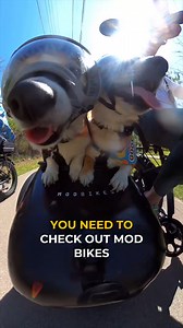 The new MOD Sidecar is here 🚲 this bike features a powerful torque sensing electric system, dual battery compatibility and is ready to take any adventure. | MOD BIKES