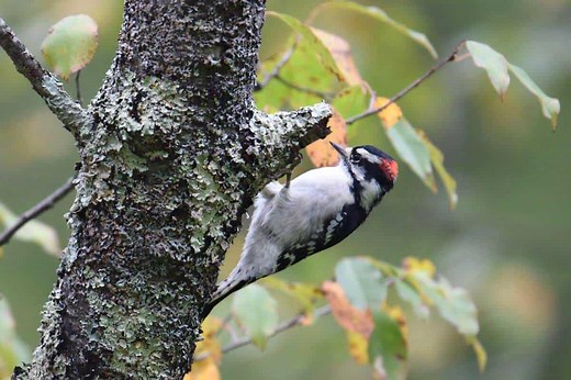 24 Interesting Facts About Downy Woodpeckers - Bird Feeder Hub