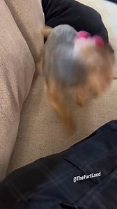 74K views · 1K reactions | Best dog farts ! #fart #compilation #dog | Mr Abdihafid | Facebook