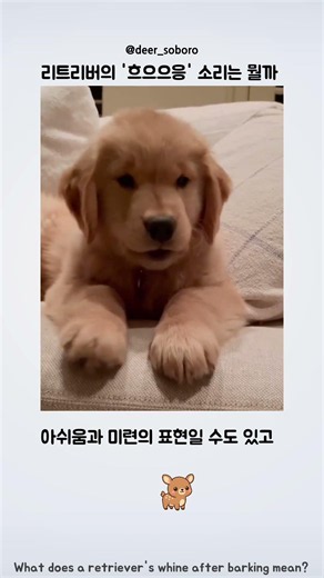 리트리버의 '흐으으응' 소리는 뭘까 ?