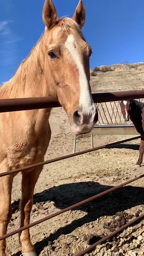 Exploring Unconditional Love in Rural Settings