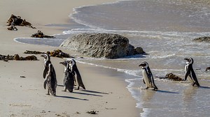 African Penguins
