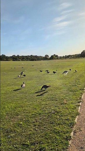 Nature British birds