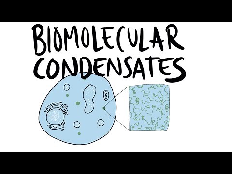 Biomolecular Condensates