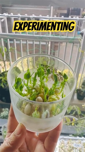 Trying peas microgreens in glass and it’s giving good results so far😊🫶🏻 #microgreens #peas