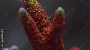 Beautiful Macro Shot of Branching red SPS Monitpora coral of the reef, Forest Fire digitata