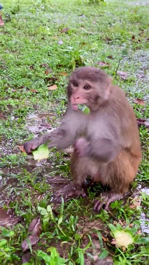 Monkey eating pineapple l #monkeyuniverse