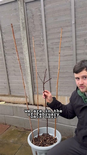 Should I be worried about my young apple trees #garden #appletrees #gardening