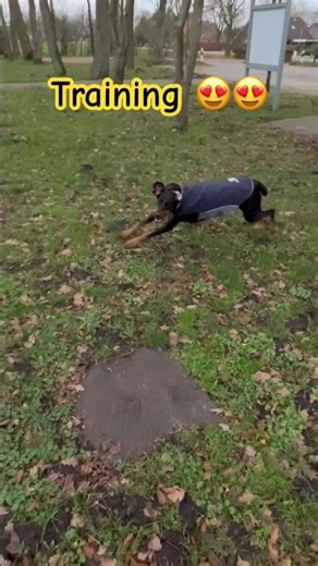 Dobermann Training 🫶🏻🐾🫶🏻#dobiforlife #dobermann