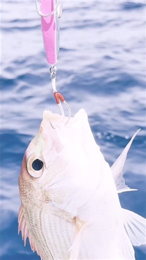 スピネギでレンコダイを釣る【O.S.P FAKIE太刀魚 130ｇ】#ospsaltwater #ospソルトモニター2026 #pr