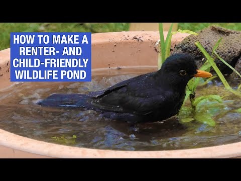 How to make a wildlife pond in a pot | Nature Break