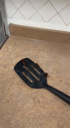 Summer Cockroach Control with Dinotefuran