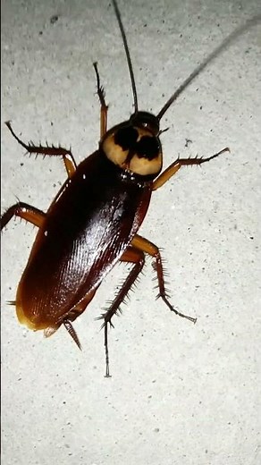 Largest cockroach in the world is generally considered to be the Megaloblatta longipennis