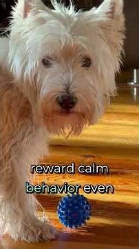 Puppy Training SECRETS New Owners NEED to Know! (2026 Hacks)