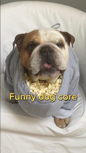 Funny dog moments #dogs #labrador #funnyvideo