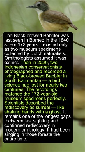 This Bird Was Dead For 100 Years — Then Someone Heard It Singing #shorts