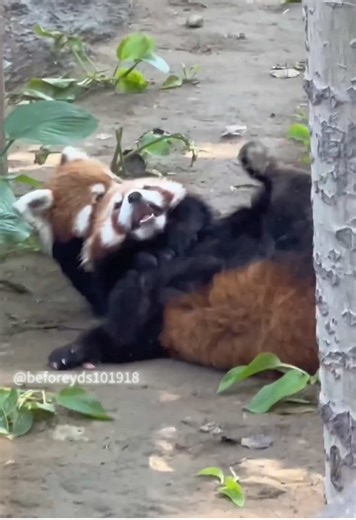 Cute Red Panda Adventures: A Heartwarming Compilation