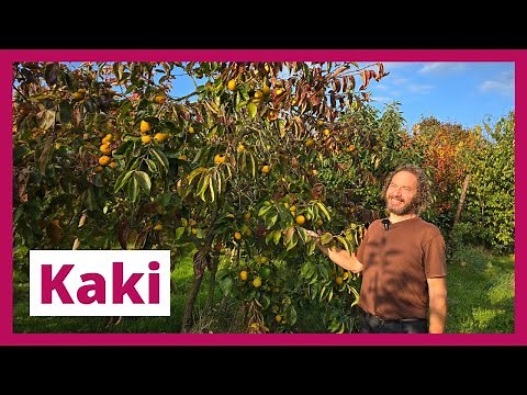 Tout savoir sur le KAKI avec l’expert Dithmar Guillaume (Pépinière De Moerbeiboom)