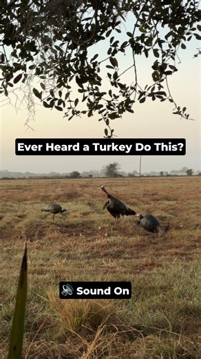New Turkey Sound