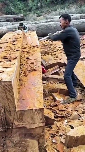 Splitting a massive tree trunk with a heavy sledgehammer and metal wedges in the middle of a forest