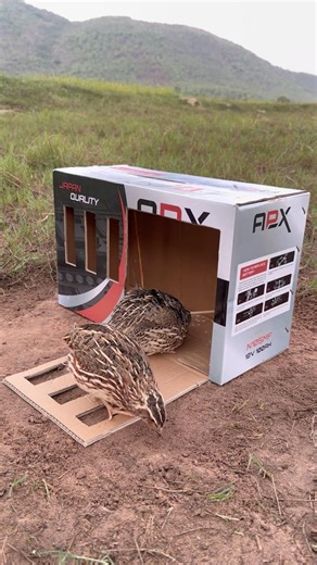 Unique Quick Bird Trap Using Paper Box #shorts