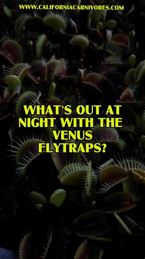 4.1K views · 160 reactions | Some of the best parts of working here are the moments like this, sundown, and the frogs are singing their chorus. www.CaliforniaCarnivores.com | California Carnivores | Facebook