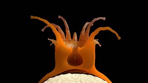 Animation Coral Polyps Anatomy Biology Alpha: Stockvideos & Filmmaterial (100 % lizenzfrei) 1012547339 | Shutterstock