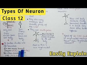 Types Of Neuron | Sensory, Motor And Interneuron