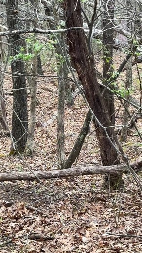 Dagger chases a snake through the woods #narrowaycats #snake #blacksnake #narrowayhomestead #homesteadtoktok #offgridlife | Nate Petroski