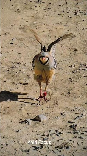 chukar partridge breeding at home 🐦 #birds #farming #wildlife