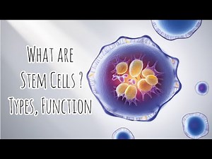 What are Stem Cells, Their Function, types and the future