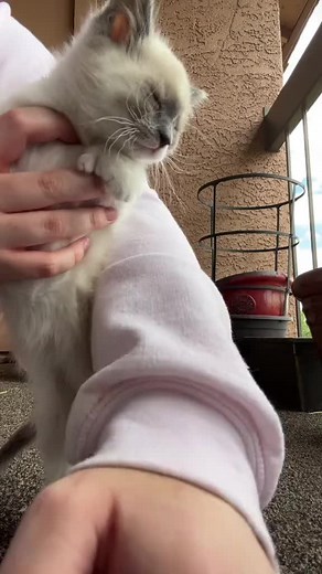 #fyp #yapping #cats #funnycat #kitty #😿 #cats #catsoftiktok #eepy #kittensoftiktok #kitkat