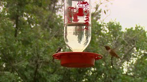 25 reactions · 6 comments | Do you know your hummingbird facts? Prove...