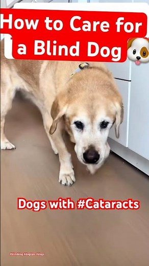 How to Care for a Blind Dog & Blind Dog Tips 🐶👁️ #blinddog #dogs #doghealth #dogtips #blinddogs
