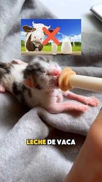 ¿Cómo se cuida a un gatito recién nacido? 😺❤️ #gatos #gatitos #michis #amorfelino #catlovers