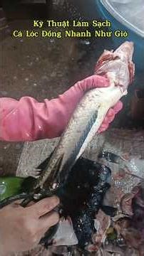Snakehead Fish Cleaning Technique of Female Sellers Is Very Good👍👍👍