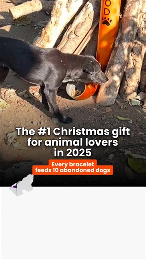 💔 Millions of abandoned dogs struggle for survival every single day... Once beloved companions now roam the streets, searching for their next meal. The statistics are heartbreaking: - Over 200 million stray dogs around the world - Countless dogs surviving on scraps and refuse - Former pets forgotten and left to fend for themselves - Local shelters overwhelmed and underfunded - Communities struggling to address the growing crisis This silent suffering continues daily, hidden from view but very r