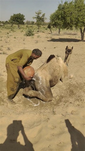 🐪💧 سرّ الطريقة البدوية الغريبة لتبريد الجمل في حرّ الصحراء! 😲🏜️