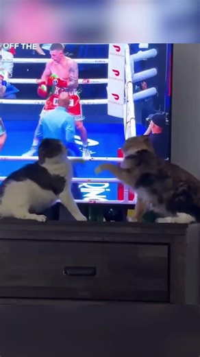 Cats Boxing IRL