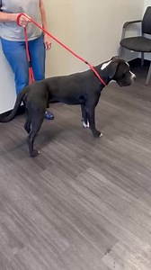 💗💗UPDATE: Colorado Animal Care Foundation has saved BOTH this boy and Bailey the dog he came in with!! They will be needing donations to help cover their care. 🙏 Pledges can be honored through the donate link below this post. Thank you! 💗💗 🚨☎️ SECOND TIME IN SHELTER- OWNER NUMBER DISCONNECTED ☎️🚨 This is the second time this fella has come into Ponca City Animal control, this time with Bailey who is also a frequent stray. He was reclaimed the first time he wandered in but unfortunately th