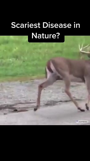Honestly we don’t have it too bad #deer#nature#horrotok#creepy#animals | cwd