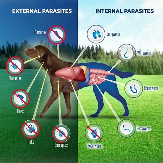 🐶💊NexGard SPECTRA®