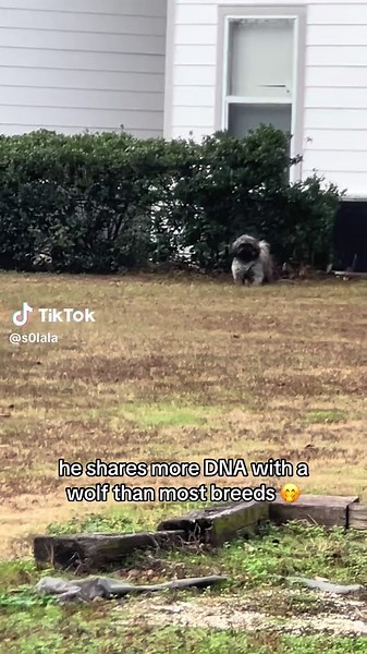 Active Shih Tzu: More Than Just a Lazy Pup