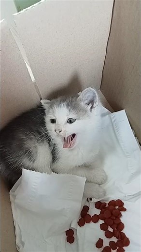 Cat very so cute animals- Mèo xinh. #cat #catlovers #socute #funny #trending #animals #pets #mèo