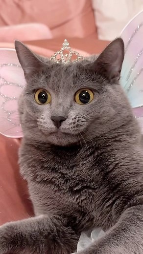 xena | the lovely pari princess pyaari from fairyt—i mean paritopia.˚✧₊⁎⁎⁺˳✧༚ she should be in the next animated barbie movie #cats #cat #kitten... | Instagram